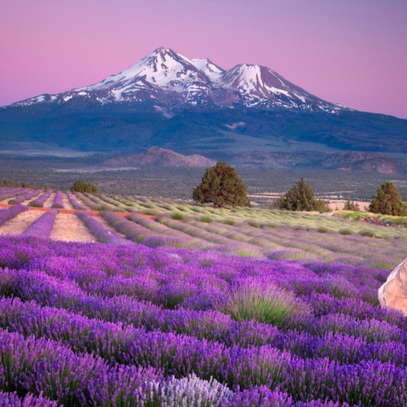 Meet your Posher, Sati - Picture 1 of 1